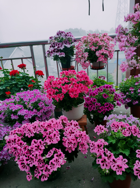 天竺葵的7個“大優點”,一年四季花不斷,家裡養十盆也不嫌多 天竺葵的7個“大優點”,一年四季花不斷,家裡養十盆也不嫌多