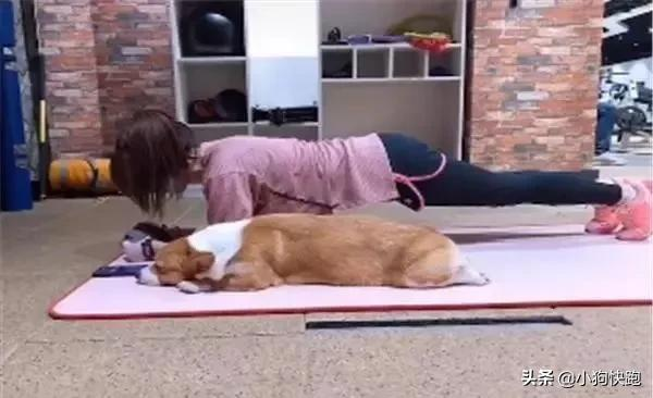 主人和柯基一起做平板支撐，走近一看卻發現狗狗睡著了