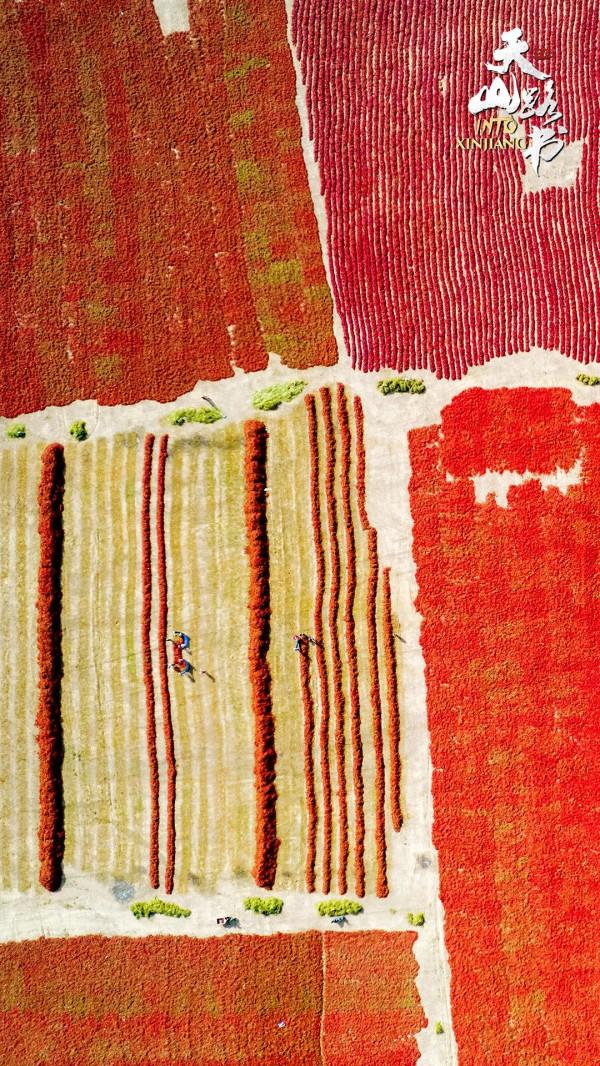 胡楊金、豐收紅、秋實橙……秋日新疆的這些色號,你pick了嗎? 胡楊金、豐收紅、秋實橙……秋日新疆的這些色號,你pick了嗎?