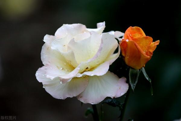 想讓月季筍芽快速長大，3個方法“特殊照顧”，一個月就能成熟