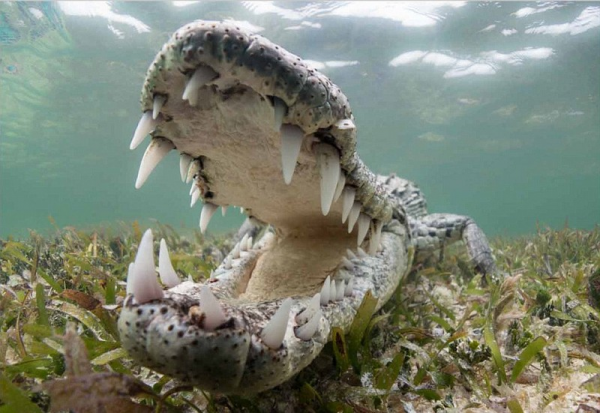 《發現古應國》，周王御駕親征湖北省，血戰噩侯馭和三星堆人後裔