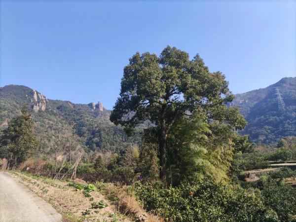 綠水青山，金山銀山(2)（12月19日）