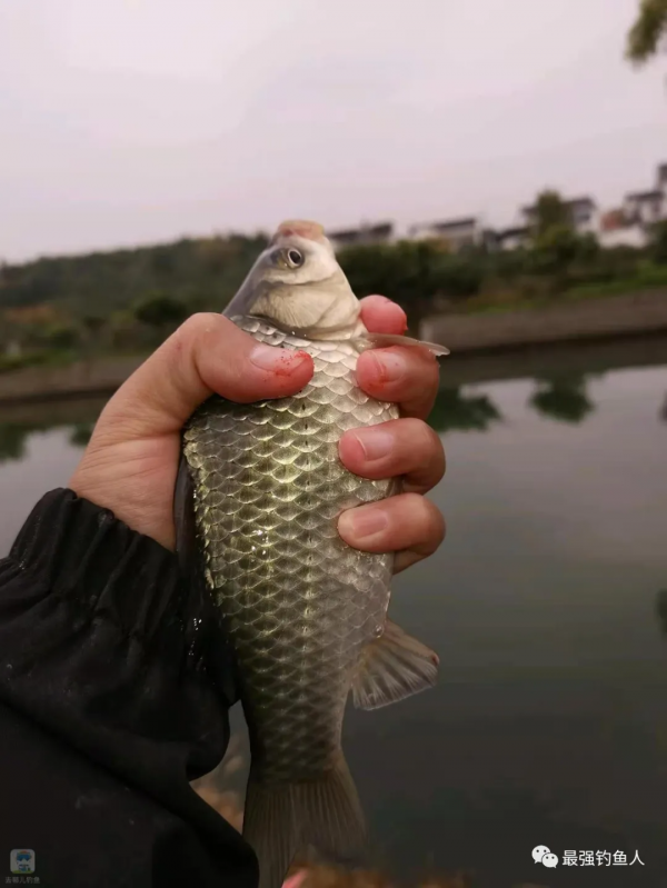 經歷了前一天內港的試釣,敗得有點慘 經歷了前一天內港的試釣,敗得有點慘