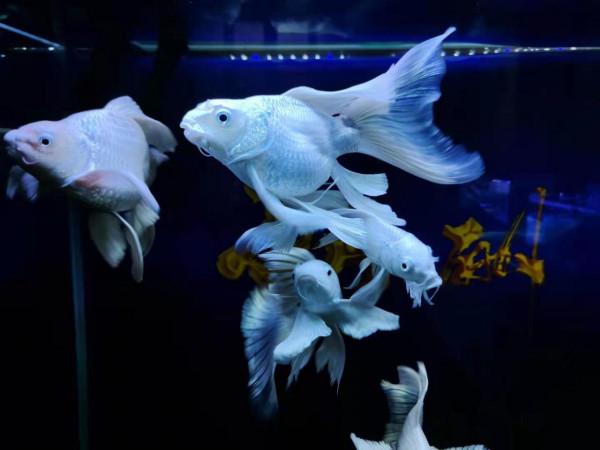 不建議春節期間對魚缸進行大掃除,尤其是一次性清理 不建議春節期間對魚缸進行大掃除,尤其是一次性清理