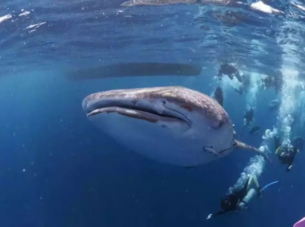 仙本那,與鯨鯊共舞,住水上木屋 仙本那,與鯨鯊共舞,住水上木屋