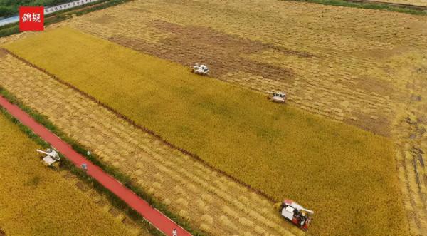 喜迎豐收季！稻蒜輪作，東林村有點兒忙