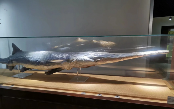 科學家：“第六次物種大滅絕”或已悄然而至！出現了哪些警示？