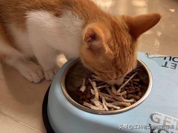 饞貓懶貓，一隻又饞又懶的可愛貓