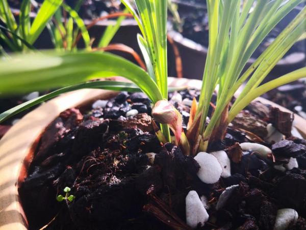 紅花荷瓣春蘭今春開花了