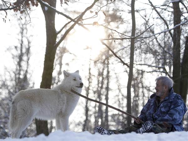 1977年，老人救回受傷狐狸，眾狐狸每天來家探望，還送慰問品