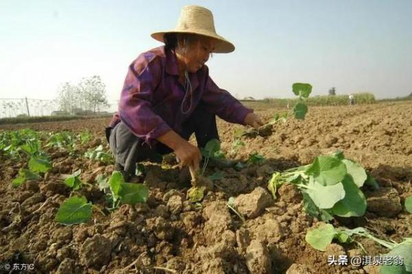 油菜如何移栽,才能形成壯苗越冬 油菜如何移栽,才能形成壯苗越冬