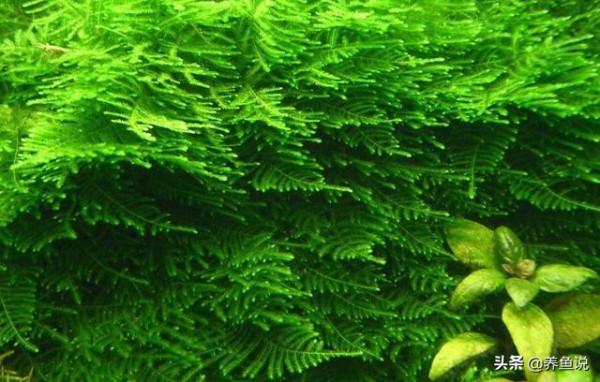 不弄高昂造價的水草缸,又想有比較美的魚缸造景,試試這兩種水草 不弄高昂造價的水草缸,又想有比較美的魚缸造景,試試這兩種水草