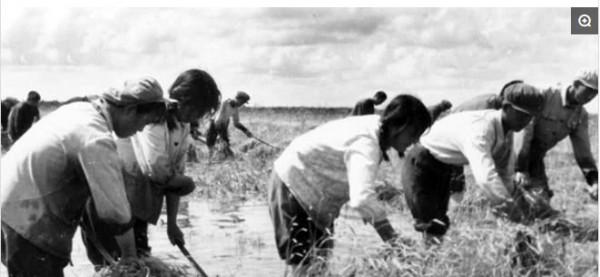 老照片：女知青在北大荒，一生中最美的“芳華”都獻給了荒原