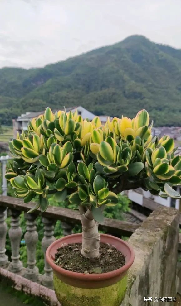 吸財樹，玉樹，動手剪剪枝，株型更美，價格翻倍，一盆值1000