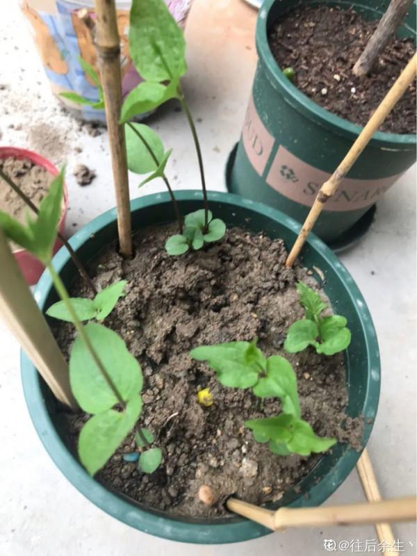 缺德商販，把“綠化草”包裝成“進口花”來賣，上當的人真不少