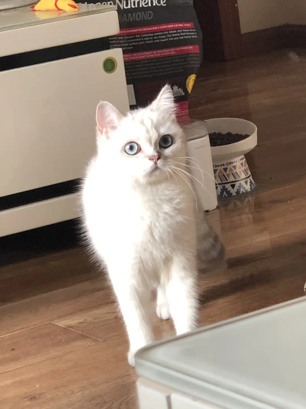 室友的貓它叫充電寶哈哈哈哈哈