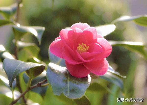 做到這5點，北方也能養好山茶花