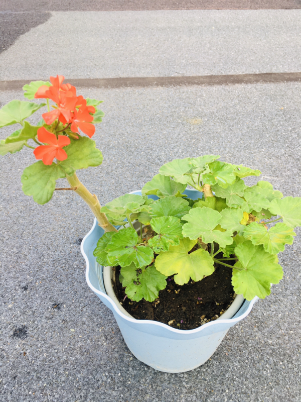 養花總是爛根，澆水千萬管住手，現在越幹才越“安全”