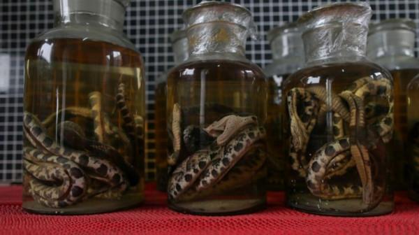 大連蛇島上的蛇為何越來越兇猛？一度傷痕累累，如今重煥生機