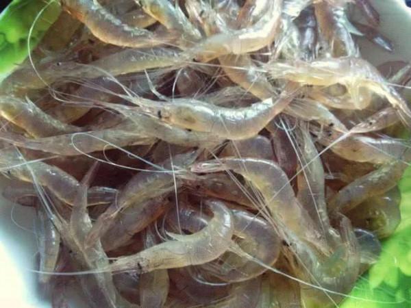 蝦田72雜魚之五中華米蝦，30塊錢一斤的米蝦，你有錢也難買到