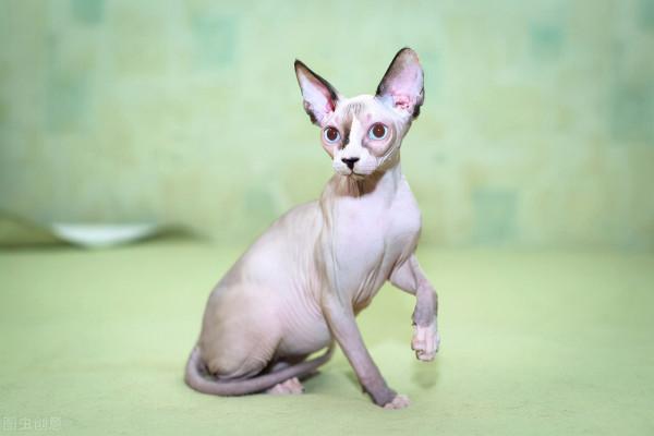 貓咪鑑賞（三）陪伴在我們身邊的小精靈——貓貓毛型