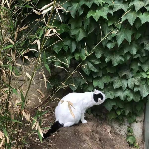 古有“竹林七賢”今有“觀復七閒” 古有“竹林七賢”今有“觀復七閒”