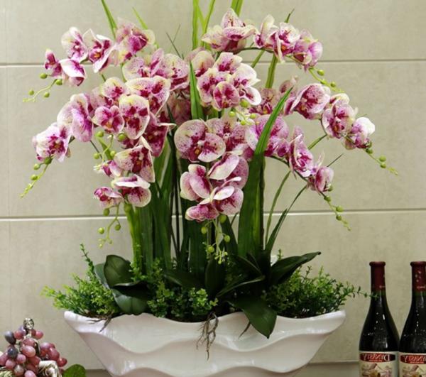 家庭養花，蝴蝶蘭才是秋冬盆栽首選，開花美，打理又省心