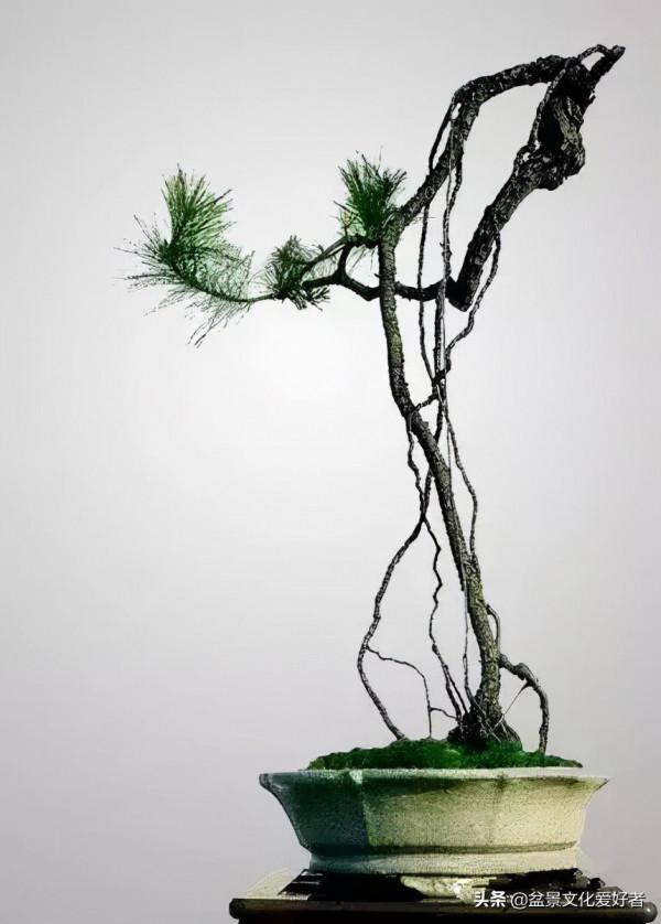 簡到極致盆景，卻蘊涵著美