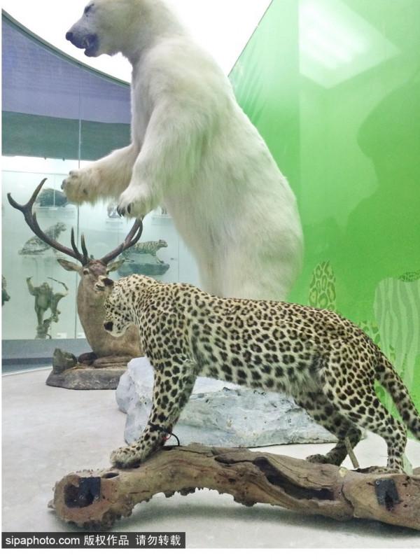 北京三家關於動物的博物館,帶你發現動物從古至今的那些秘密 北京三家關於動物的博物館,帶你發現動物從古至今的那些秘密