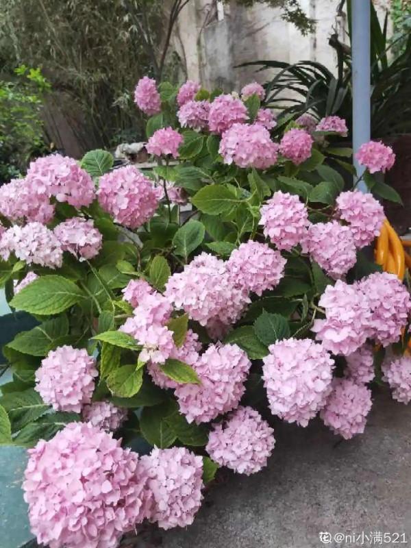 超耐陰的繡球花，放陰涼地也能開爆盆，顏色奼紫嫣紅