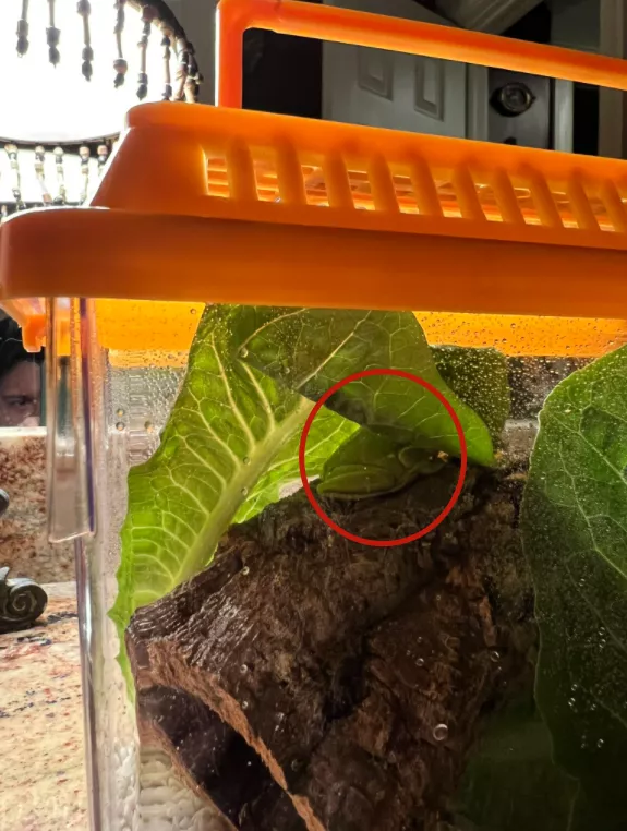 小哥在沙拉里發現了一隻小青蛙後，在網上直播起了養蛙生活