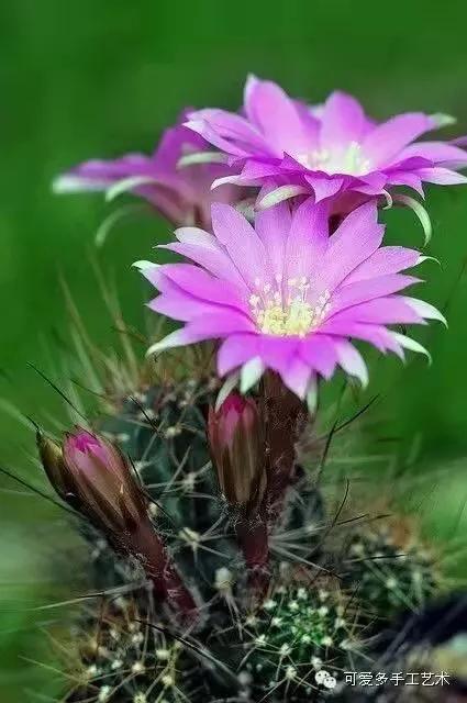 漂亮的仙人掌花 漂亮的仙人掌花