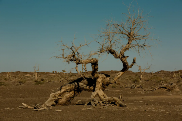 毫無懸念!今年最美的國內秋天,果然還是額濟納 毫無懸念!今年最美的國內秋天,果然還是額濟納