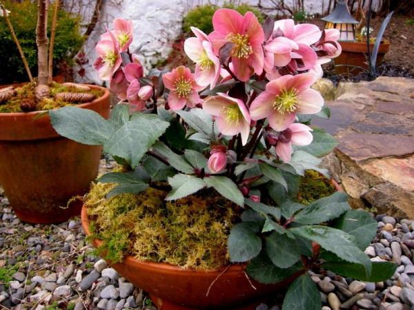 雨雪天凍不死的8種花,越冷越開花,冬天養一盆,喜慶又漂亮 雨雪天凍不死的8種花,越冷越開花,冬天養一盆,喜慶又漂亮