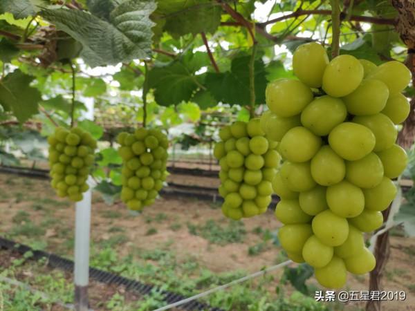 優質葡萄品種的盡頭，要麼是品牌，要麼“啥也不是”