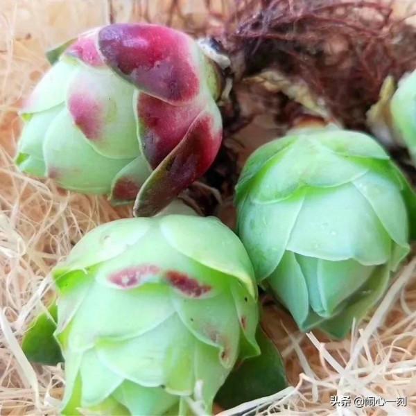 分享&mdash;&mdash;玫瑰多肉