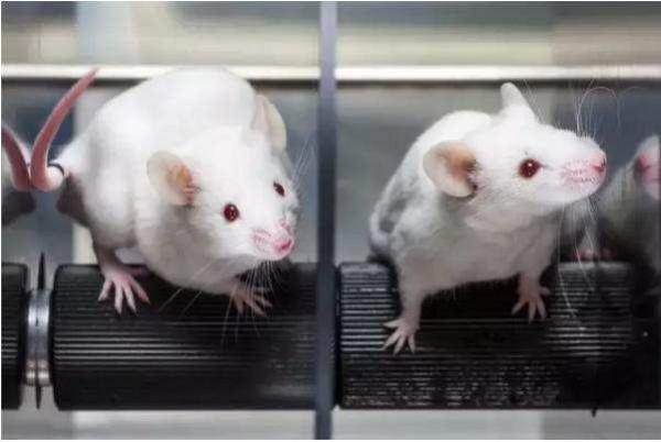 換血療法使年齡縮減54%？《自然》子刊再發文，美科學家取得突破