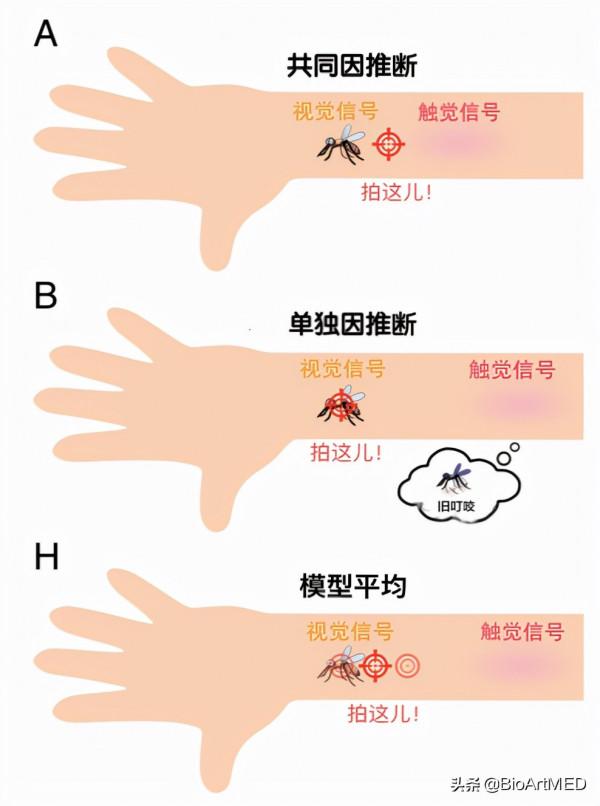 PNAS:大腦如何整合多感官模態資訊,進行因果推斷? PNAS:大腦如何整合多感官模態資訊,進行因果推斷?