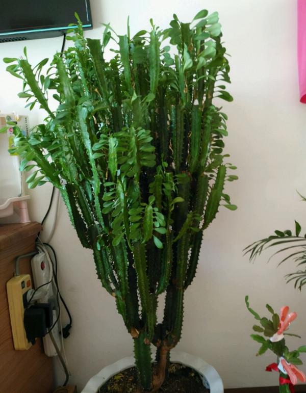 冬季養龍骨也要記住“3句話”,否則很容易爛根 冬季養龍骨也要記住“3句話”,否則很容易爛根