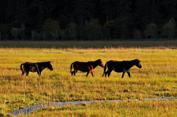 雲南這幾個地方的美景,才是深秋的正確開啟方式,絕美而又低調 雲南這幾個地方的美景,才是深秋的正確開啟方式,絕美而又低調