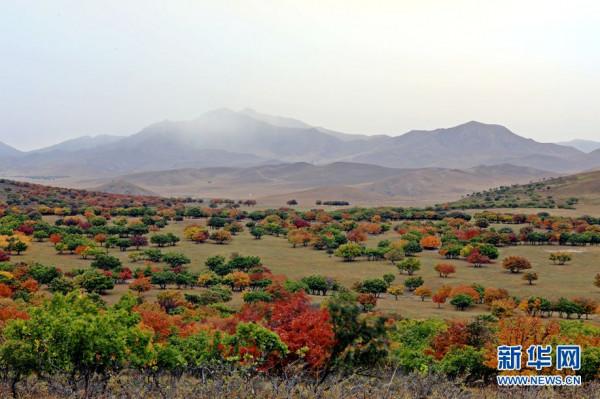金秋十月“楓”景如畫 金秋十月“楓”景如畫