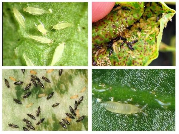 植物常見的小黑飛、蚧殼蟲、蚜蟲和紅蜘蛛，教你有效的殺蟲技巧