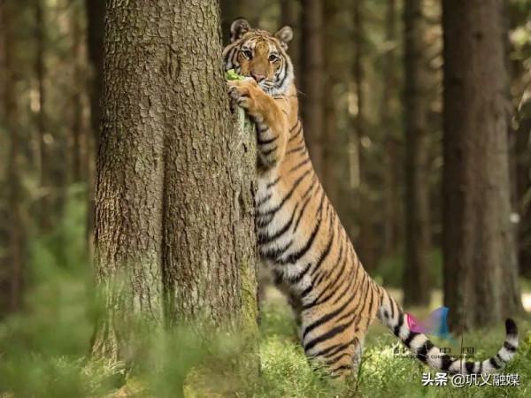 老虎頭上都是&quot&semi;王&quot&semi;字嗎？它為啥是貓科動物，不是虎科？