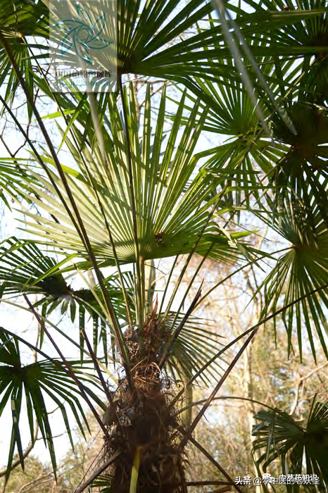 收斂止血要藥——棕櫚炭 收斂止血要藥——棕櫚炭