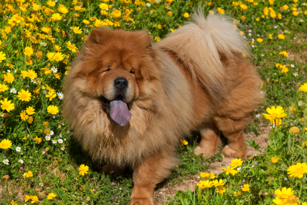 鬆獅犬這幾個“缺點”，真的勸退我了