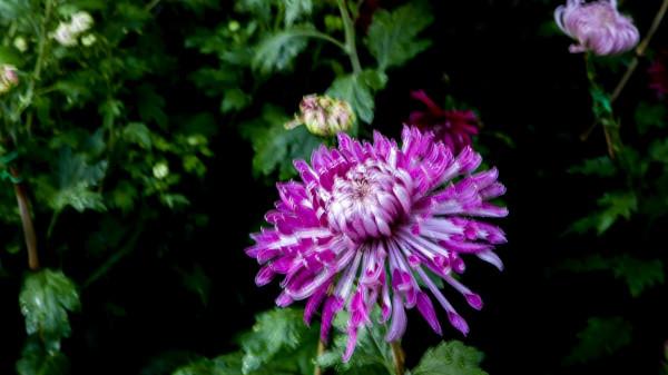 懷此貞秀姿,卓為霜下傑。三首盛讚寒菊的古詩,讀來讓人振奮 懷此貞秀姿,卓為霜下傑。三首盛讚寒菊的古詩,讀來讓人振奮