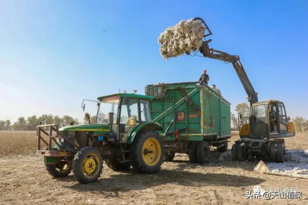 棉花波動加劇,期貨走弱,籽棉收購價下調 棉花波動加劇,期貨走弱,籽棉收購價下調