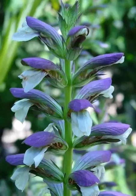 世界金獎醉美的花卉