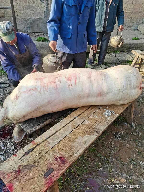 農村殺年豬吃殺豬飯的記憶,離我們越來越遠 農村殺年豬吃殺豬飯的記憶,離我們越來越遠