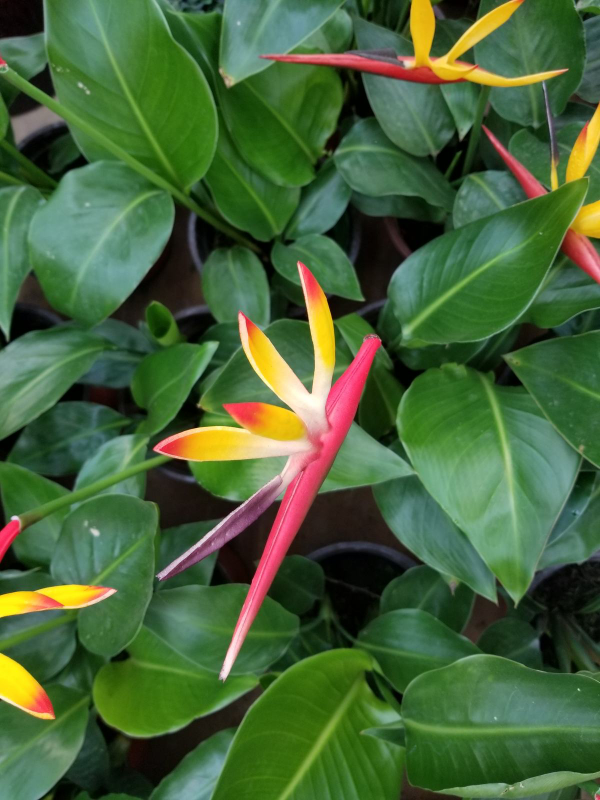 網上買花,最怕買到這3種,記住了省下一大筆錢 網上買花,最怕買到這3種,記住了省下一大筆錢